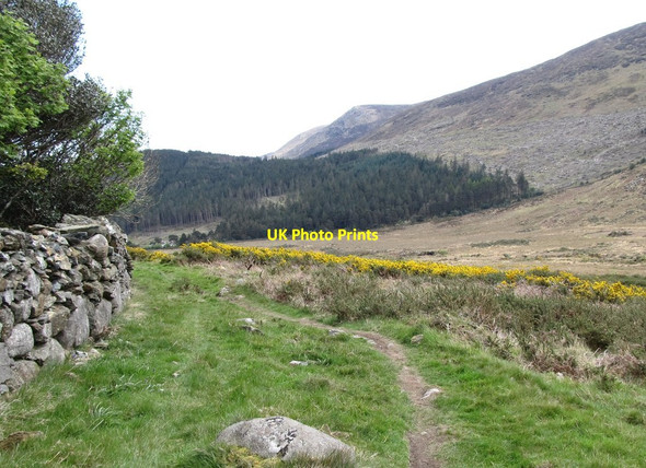 Photo 6"x4" The Donard Forest viewed across the Tullybranigan River Bog Newcastle\/J3732 c2012