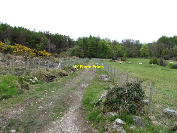 Photo 6"x4" View north along the mountain access path towards the forest gate Newcastle\/J3732 c2012