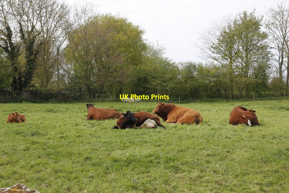 Photo 6"x4" Chewing the cud Eaton Hastings c2012