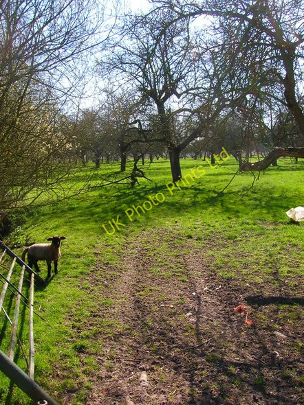 Photo 6"x4" Guardian of the Orchard Snargate c2007