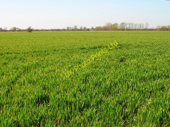 Photo 6"x4" Fields near New House Farm Brenzett c2007