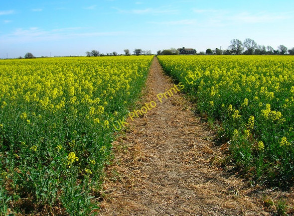 Photo 6"x4" Footpath to Ivychurch Brenzett Green c2007