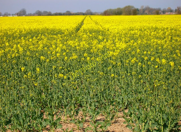 Photo 6"x4" Rape Field Ivychurch c2007