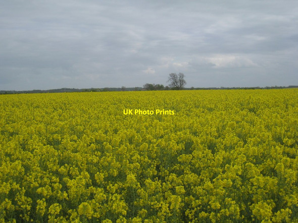 Photo 6"x4" Oilseed rape and sky Northorpe\/SK8997 c2012