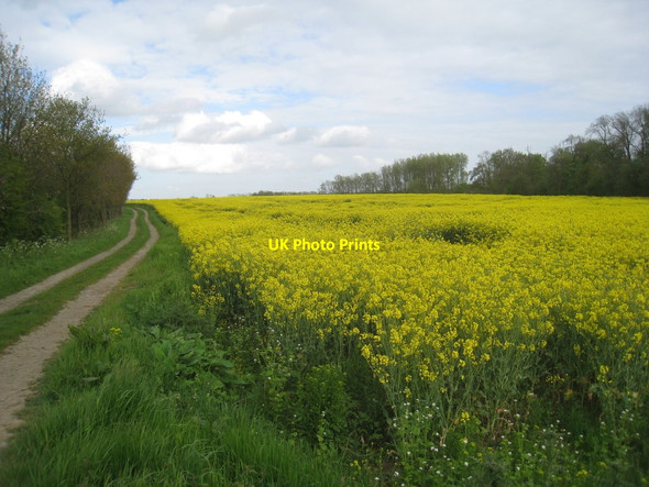 Photo 6"x4" Track to Low Farm Northorpe\/SK8997 c2012