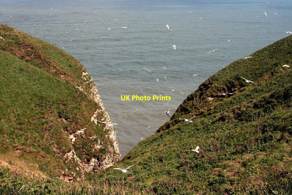 Photo 6"x4" Bempton Cliffs Bempton c2012