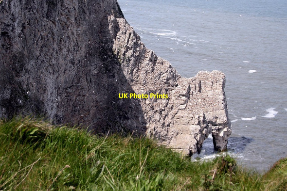 Photo 6"x4" Scale Nab at Bempton Cliffs Bempton c2012