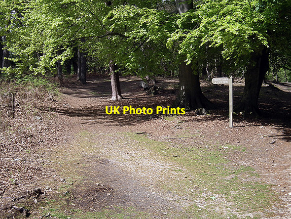 Photo 6"x4" Brownsea Island - Path to the south shore and cliff walk Sandbanks c2012