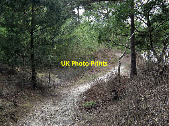 Photo 6"x4" Path through the woods on Brownsea Lower Hamworthy c2012