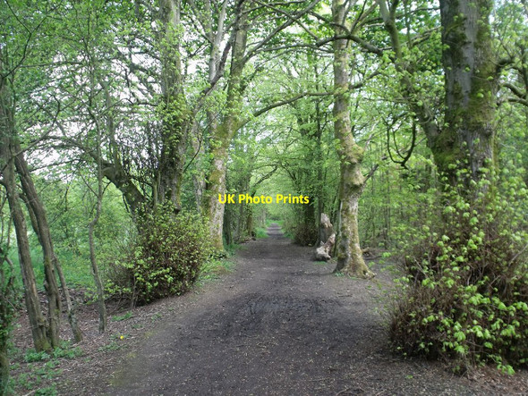 Photo 6"x4" Cumbernauld, Ravenswood Local Nature Reserve [11] Blackwood\/NS7274 c2012
