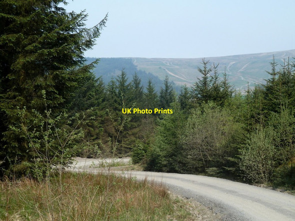 Photo 6"x4" Forest track and forest trees David's Well c2012