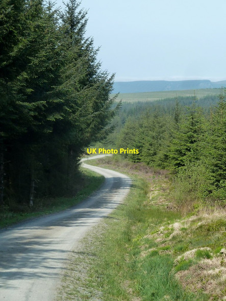 Photo 6"x4" Forest track and scene, Mid Wales uplands David's Well c2012