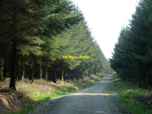 Photo 6"x4" Forest track, Red Lion Hill David's Well c2012