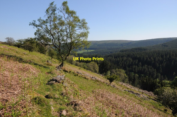 Photo 6"x4" Tree in Cwm Grwyne Llanthony c2012