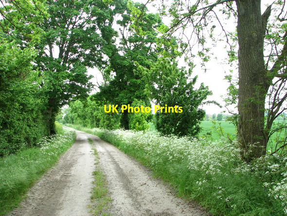 Photo 6"x4" Cowslips beside Cadenham Road Swaffham Prior c2012