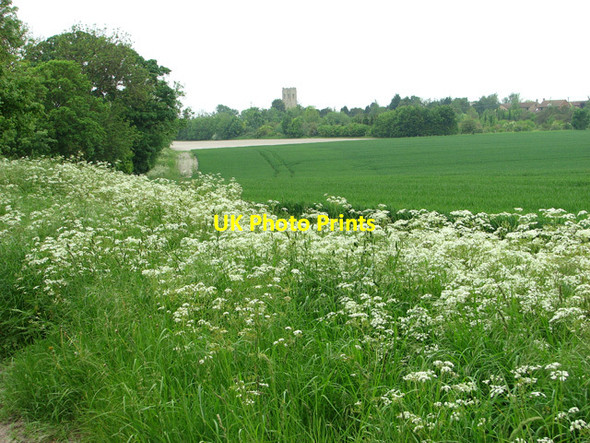 Photo 6"x4" Cowslips beside Cadenham Road Swaffham Prior c2012