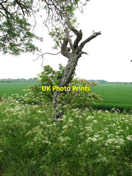 Photo 6"x4" Gnarly old hawthorn beside Cadenham Road Swaffham Prior c2012