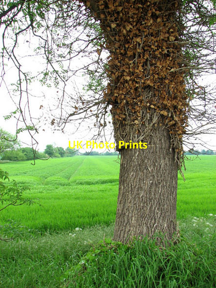 Photo 6"x4" Barley field beside Cadenham Road Swaffham Prior c2012