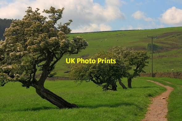 Photo 6"x4" Track to Harthope Upper Town\/NZ0737 c2012