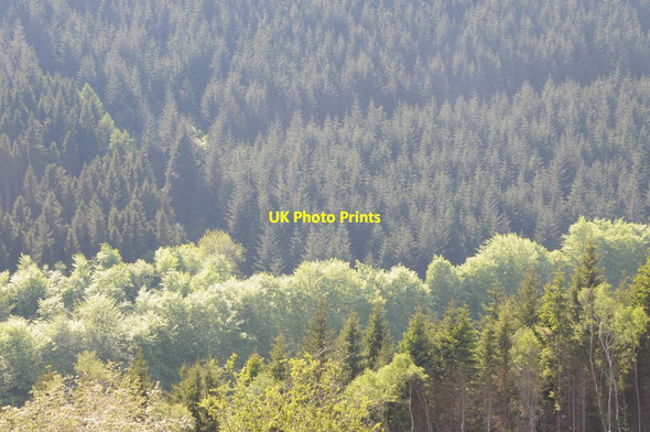 Photo 6"x4" Forestry in Cwm Grwyne Llanthony c2012