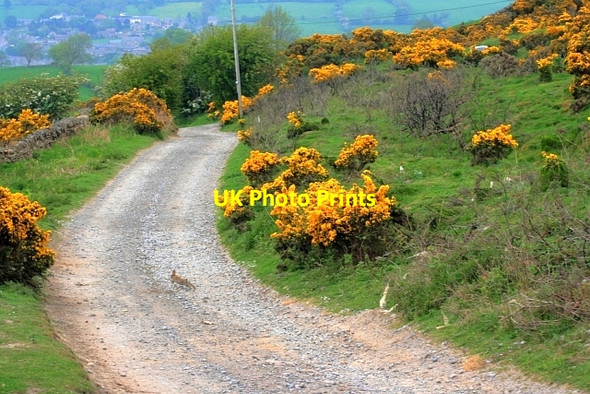 Photo 6"x4" Harthope Track Upper Town\/NZ0737 c2012