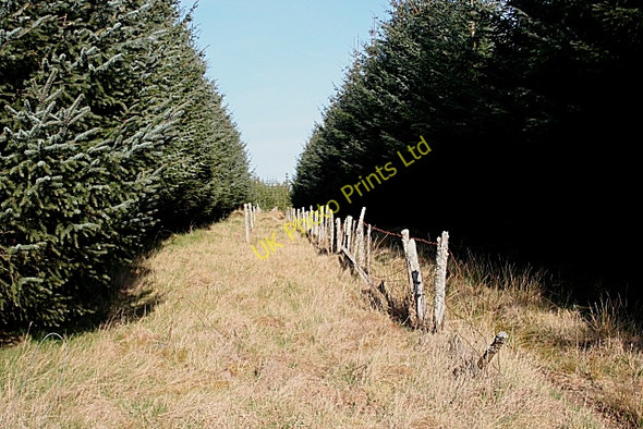 Photo 6"x4" Forest Fence Gedloch Burn c2007