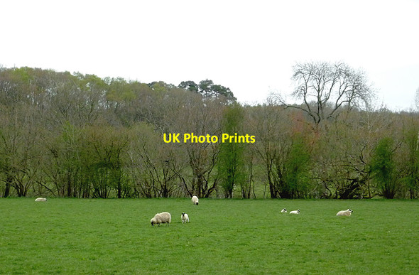Photo 6"x4" Pasture and woodland near Newbridge, Powys Newbridge-on-Wye c2012
