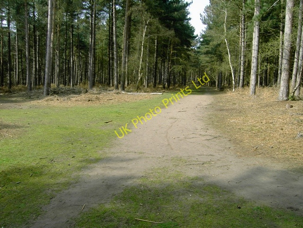 Photo 6"x4" Tracks Crossing in Rowney Warren Wood Deadman's Cross c2007