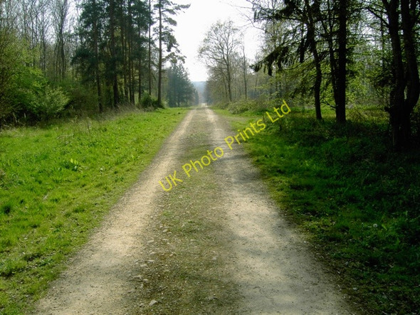 Photo 6"x4" Looking SSW in Chicksands Wood Deadman's Cross c2007