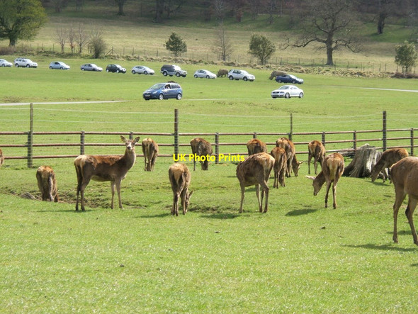 Photo 6"x4" Safari-park road and deer Longhedge c2009