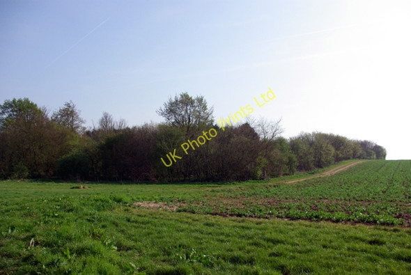 Photo 6"x4" Nightingale Wood Boyton Cross c2007