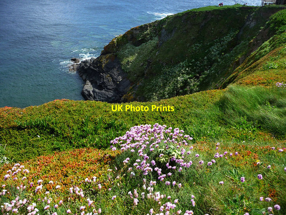Photo 6"x4" Polbream Cove Lizard c2012