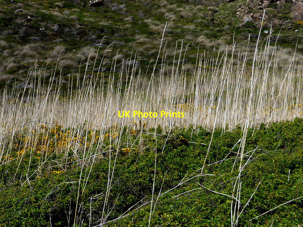 Photo 6"x4" Kynance Cove Lizard c2012