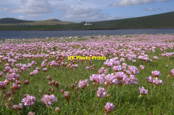 Photo 6"x4" Thrift (Armeria maritima), Skeo Taing Ordale c2012