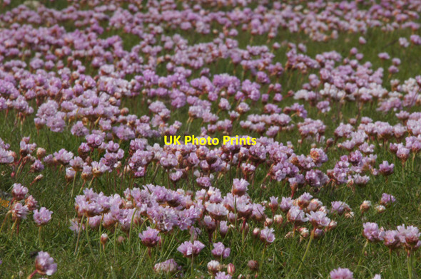 Photo 6"x4" Thrift (Armeria maritima), Skeo Taing Ordale c2012 P1