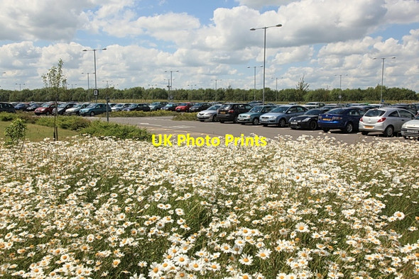 Photo 6"x4" Beauty and the Beasts, Milton Park and Ride Milton\/TL4762 c2012