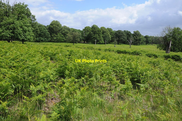 Photo 6"x4" Richmond Park Richmond\/TQ1874 c2012