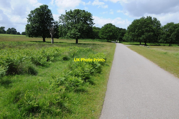 Photo 6"x4" Road through Richmond Park Kingston Upon Thames c2012