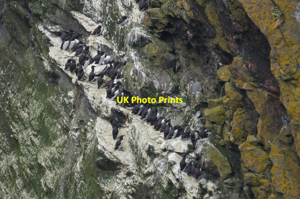 Photo 6"x4" Guillemots on Sothers Stack, Hermaness Burrafirth c2012
