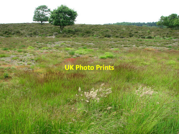 Photo 6"x4" Westleton Heath in June Westleton c2012