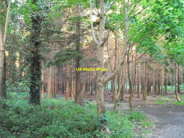 Photo 6"x4" Early morning in Tipperary Wood Newcastle\/J3732 c2012