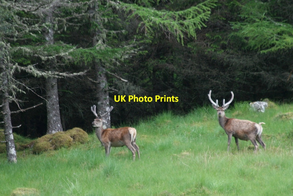 Photo 6"x4" Stags in Velvet;  wannabe monarchs Kinloch\/NC3434 c2012
