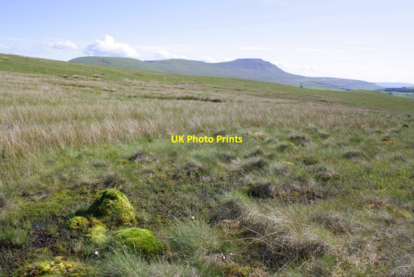 Photo 6"x4" Moss mounds on Blea Moor Ribble Head\/SD7779 c2012
