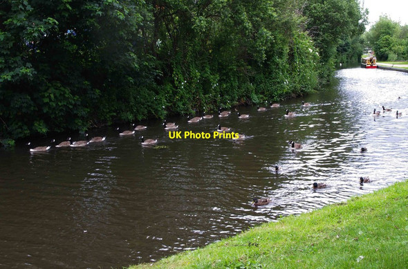Photo 6"x4" Canadian Geese on the Staffs & Worcs Canal, Kidderminster Kidderminster c2012