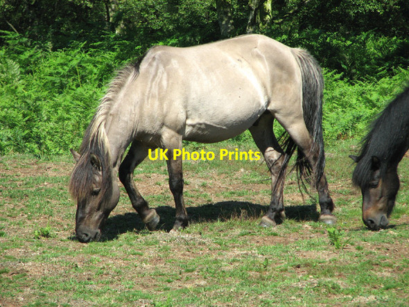 Photo 6"x4" Pony grazing in Dunwich Forest Dunwich c2012
