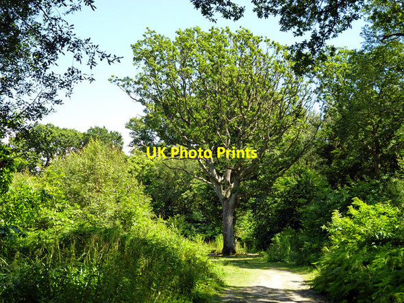 Photo 6"x4" In Guestling Wood Friar's Hill\/TQ8513 c2012