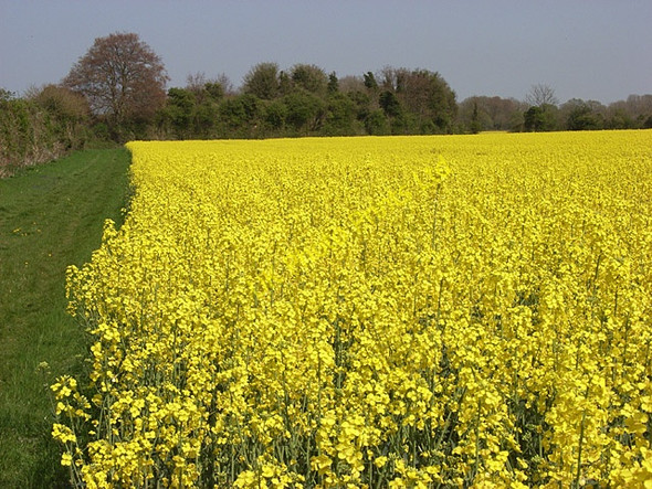 Photo 6"x4" Farmland, St Mary Bourne St Mary Bourne c2007