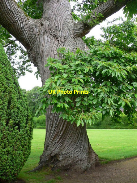 Photo 6"x4" Tree in the grounds of Montacute House East Stoke\/ST4817 c2012