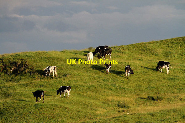 Photo 6"x4" Cattle on Lady Hill East Third\/NT6436 c2012