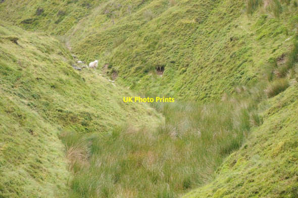 Photo 6"x4" A sheep on sentinel Llandegley c2012